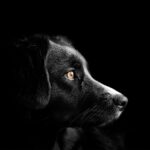 animal dog pet puppy breed mammal 4118585