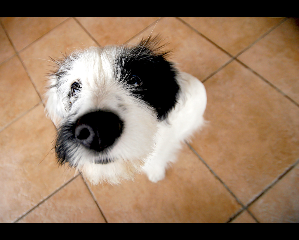 floh 10/52