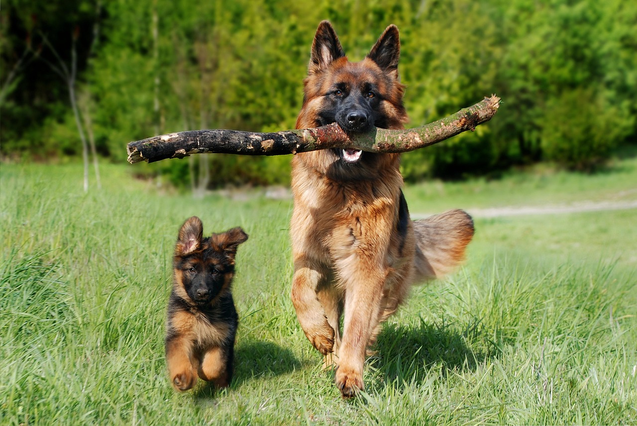 shepherd dog dog domestic animal 4357790