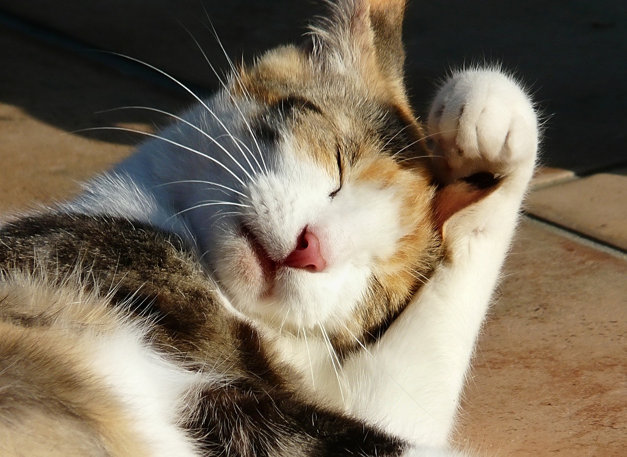 cat washing summer the sun animals 504549