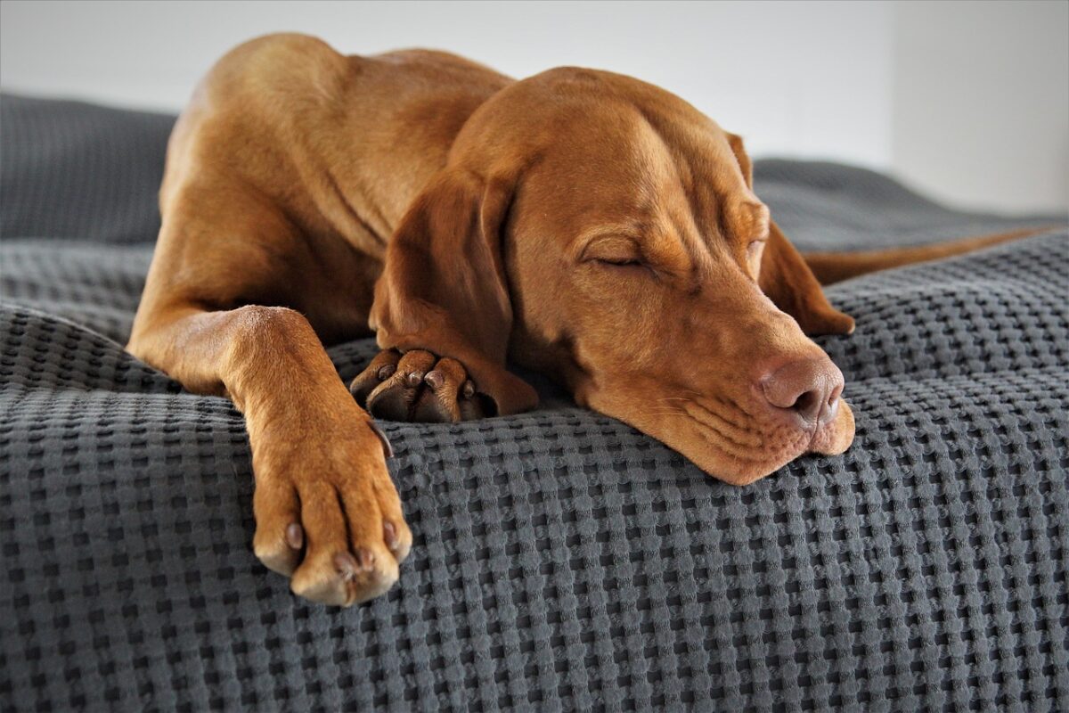 domestic animal dog vizsla 5173354