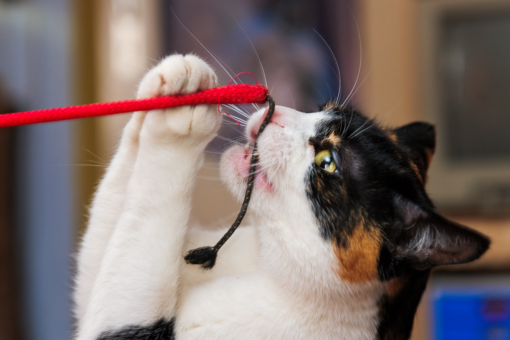 Playing cat