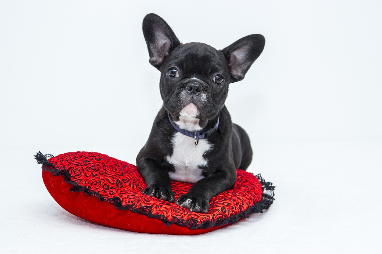 bulldog dog puppy pet black dog 1047518