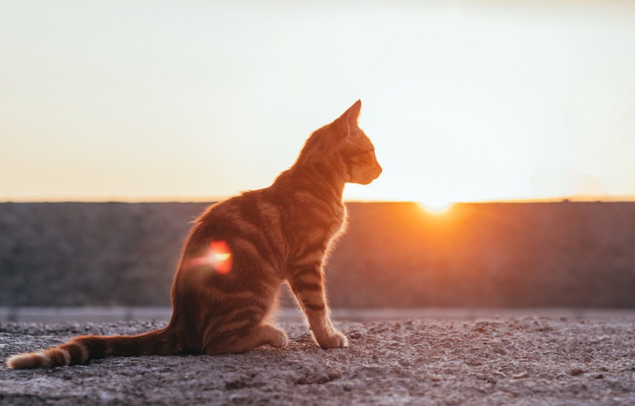 cat sunset sun animal pet cat 5394567