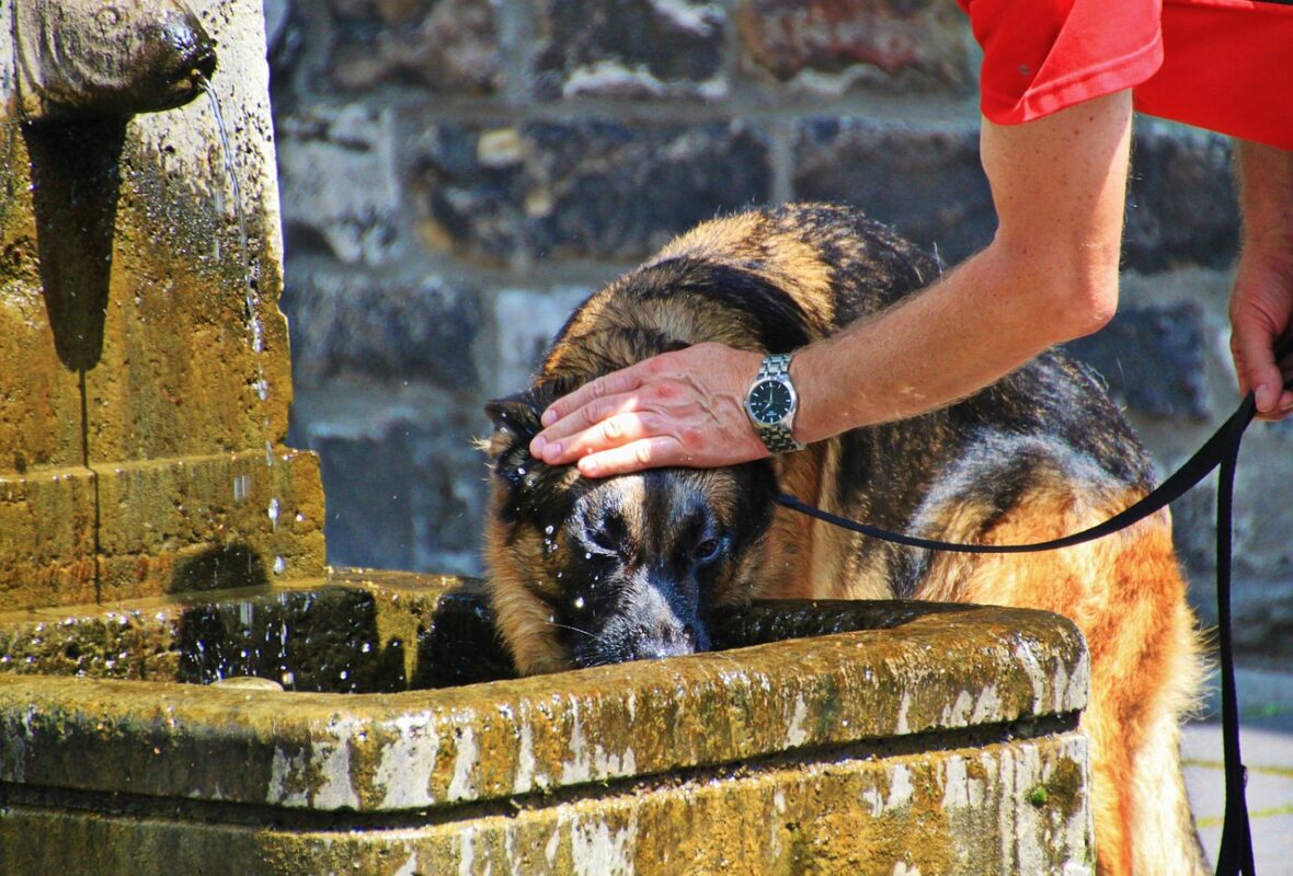dog shepherd dog animal thirst 866509