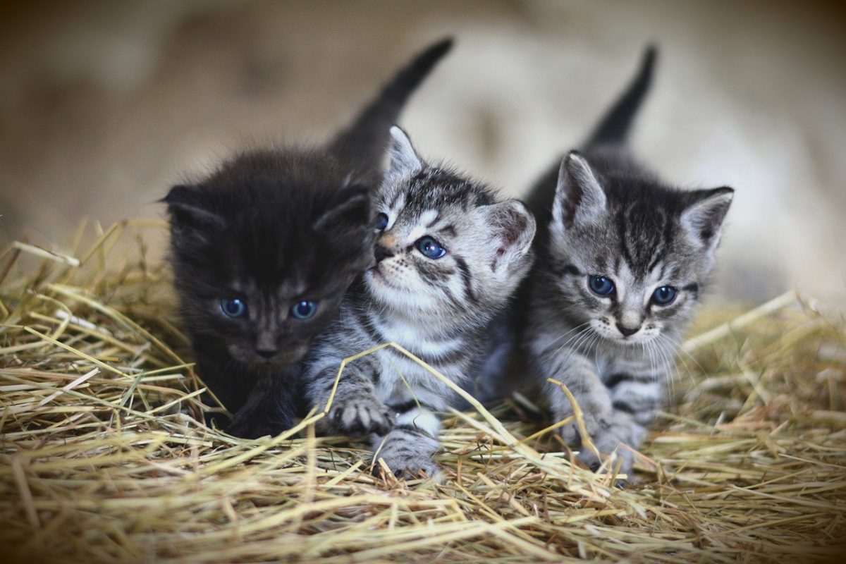 kittens pet felines cats animals 3535404