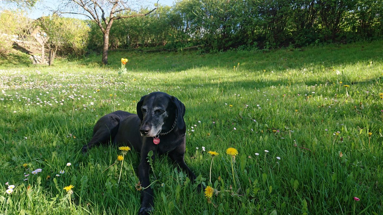 Dasha; Dogge; Mischling; Futteröle; Barföl; Misterkings;