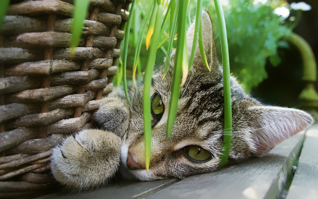 cat garden basket cats animal 2536664