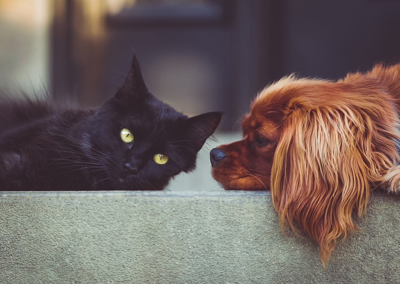 dog cat pets mammals animals 2606759